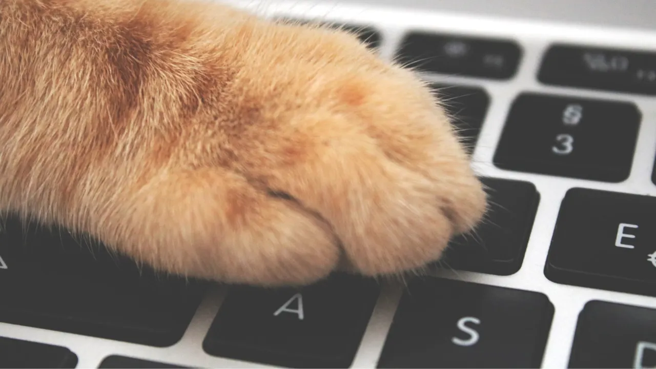 1-paw-on-keyboard.jpg