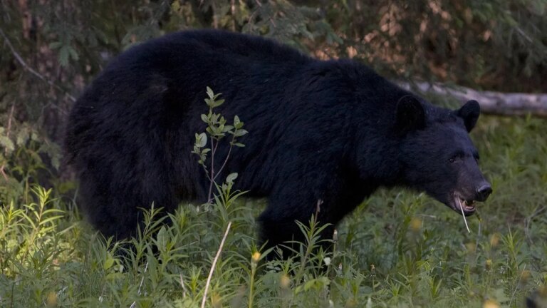 Black-bear-Getty.jpg