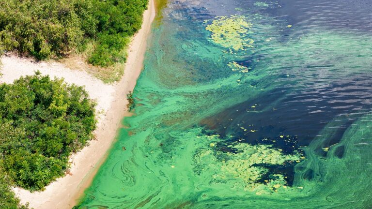 Blue-Green-Algae-iStock.jpg