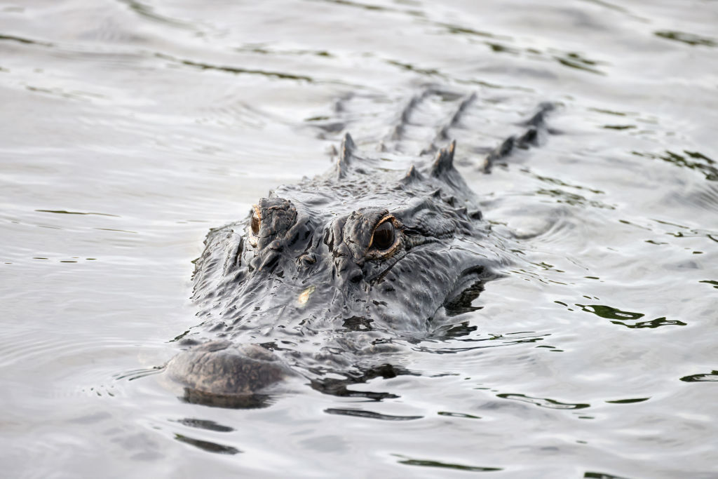 Florida-Man-Arm-Alligator-.jpg