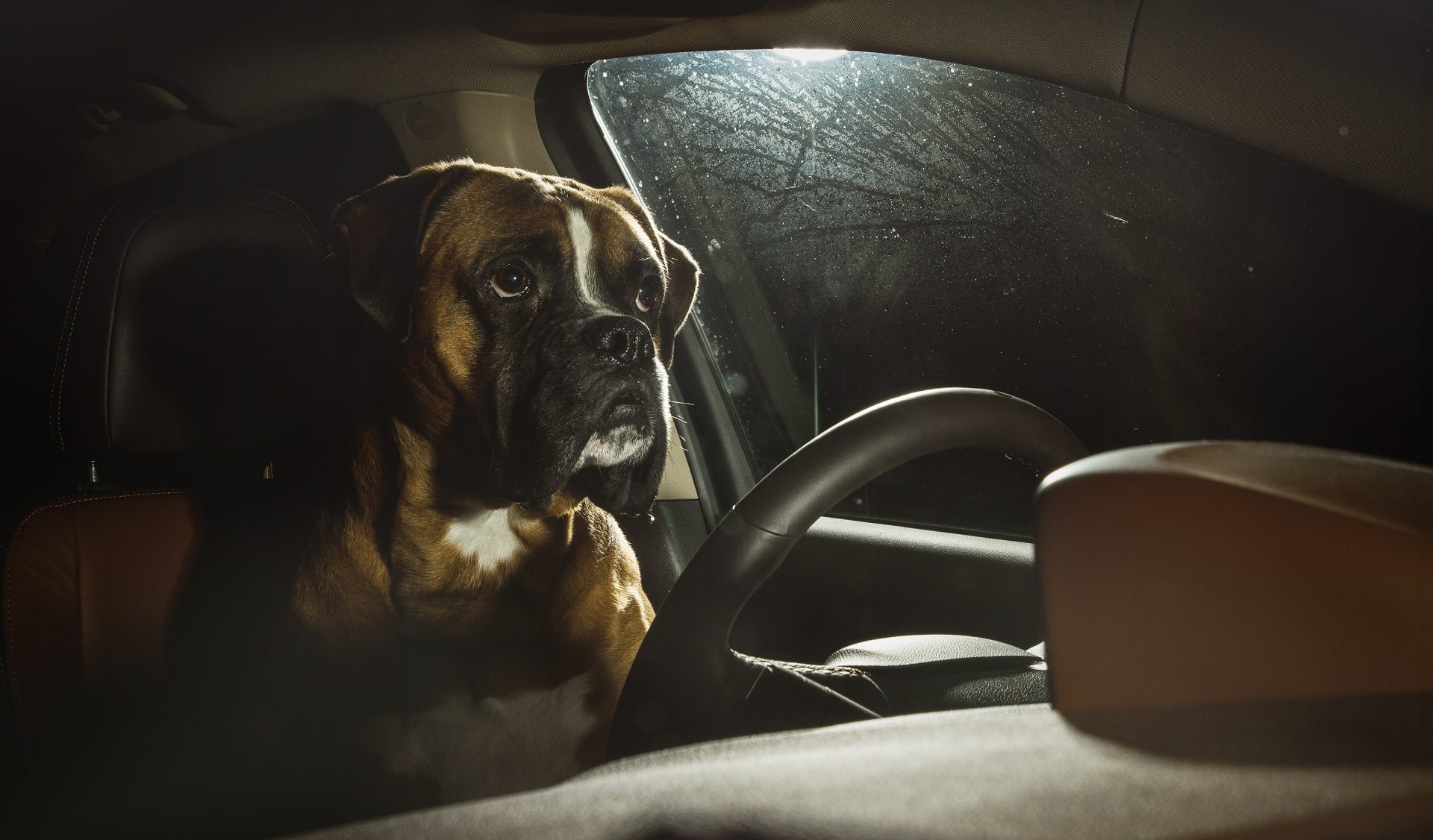 Got-That-Dawg-In-Him-Colorado-Driver-Accused-Of-Swapping-Seats-With-Pet-To-Avoid-DUI-Arrest-scaled.jpg