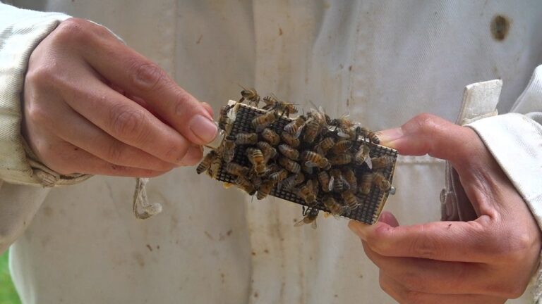 Beekeeper-holding-bees.jpg