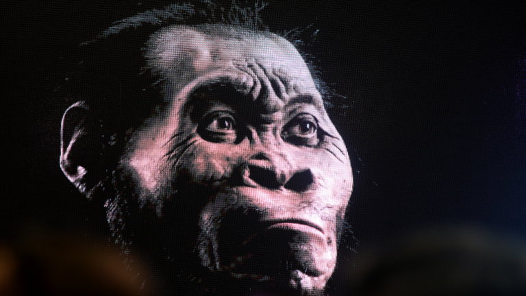 Homo-naledi.png