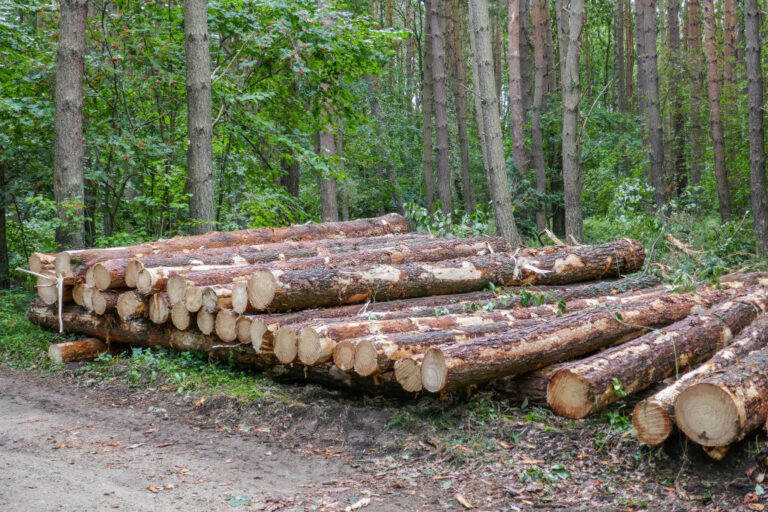 New-Jersey-Fined-Cutting-Neighbors-Trees.jpg