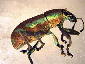 wil_weevil1t_052223.jpg