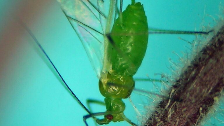 Aphid.jpg