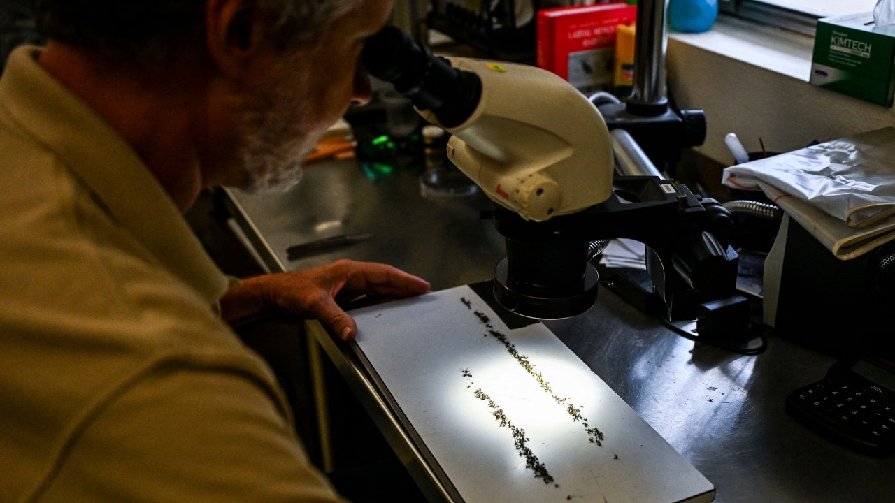 Mosquitoes-Microscope.jpg