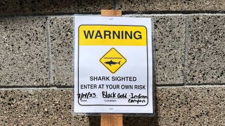 Shark-Sign.jpg