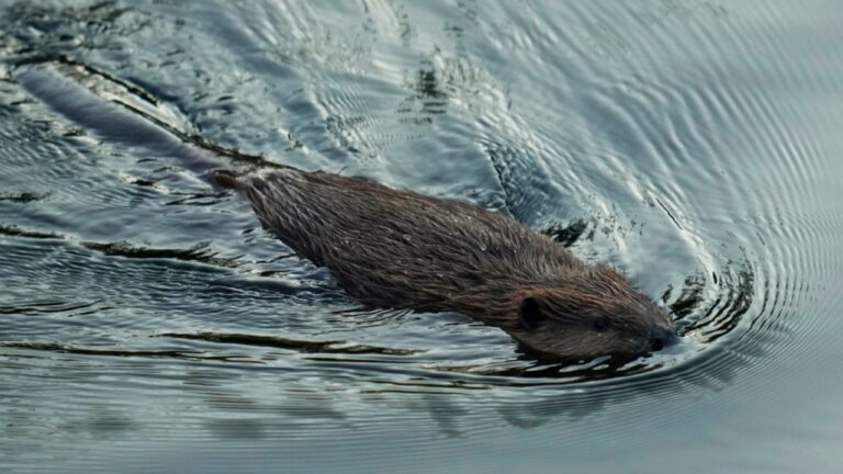 Swimming-Beaver.jpg