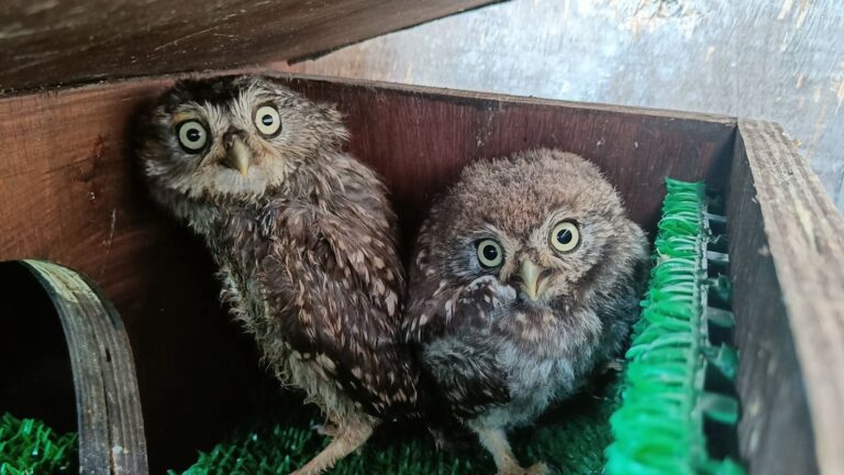 skynews-owls-glastonbury_6208518.jpg