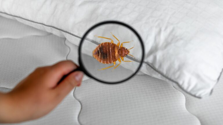 bedbugs-bedding.jpg