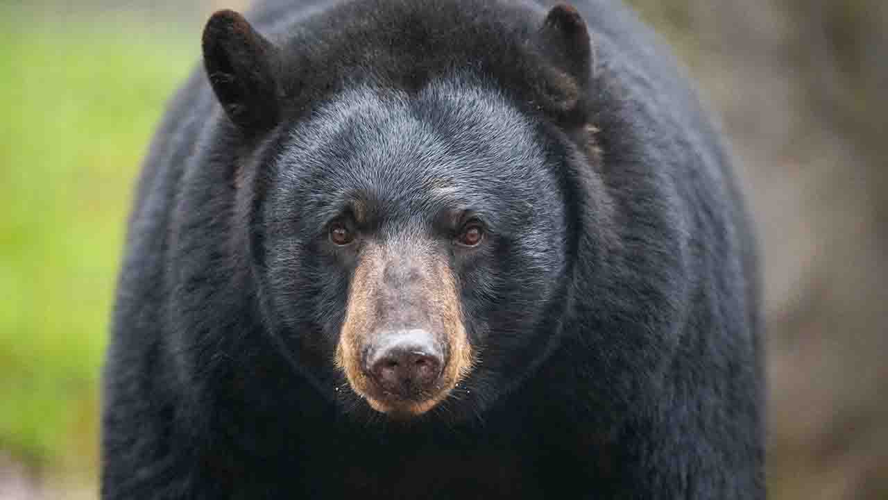 black-bear.jpg