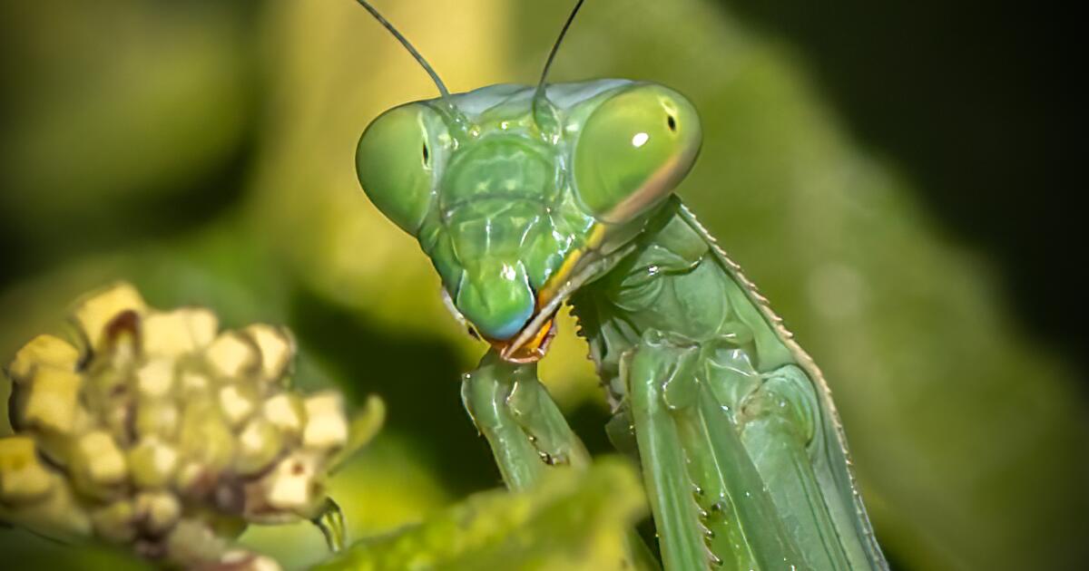 praying-mantis-headshot-2.jpg