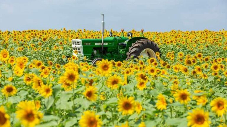 sunflower-farm.jpg