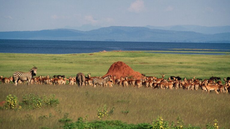 zimbabwe_national_park.jpg