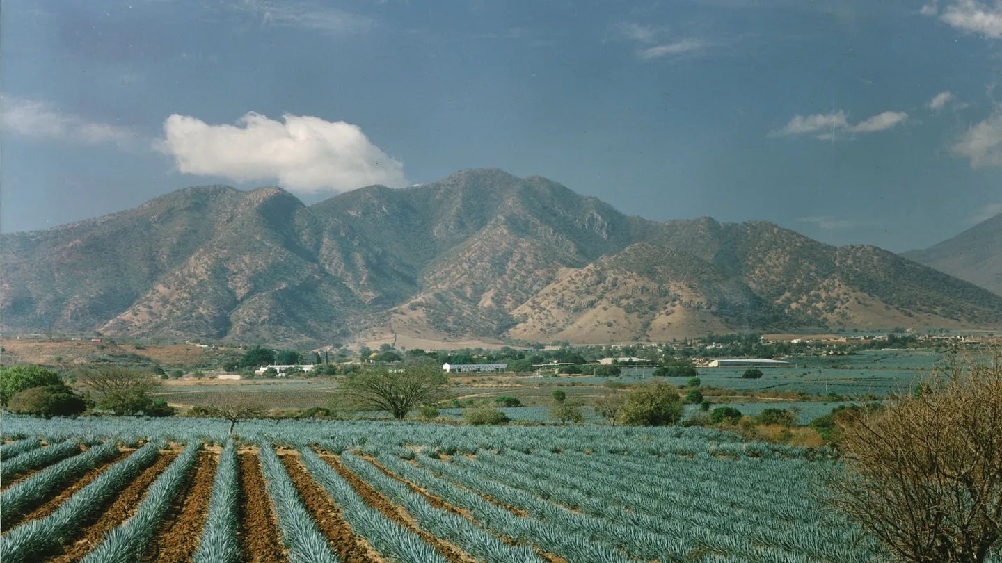 Casa-Herradura-Agave-Fields.jpeg