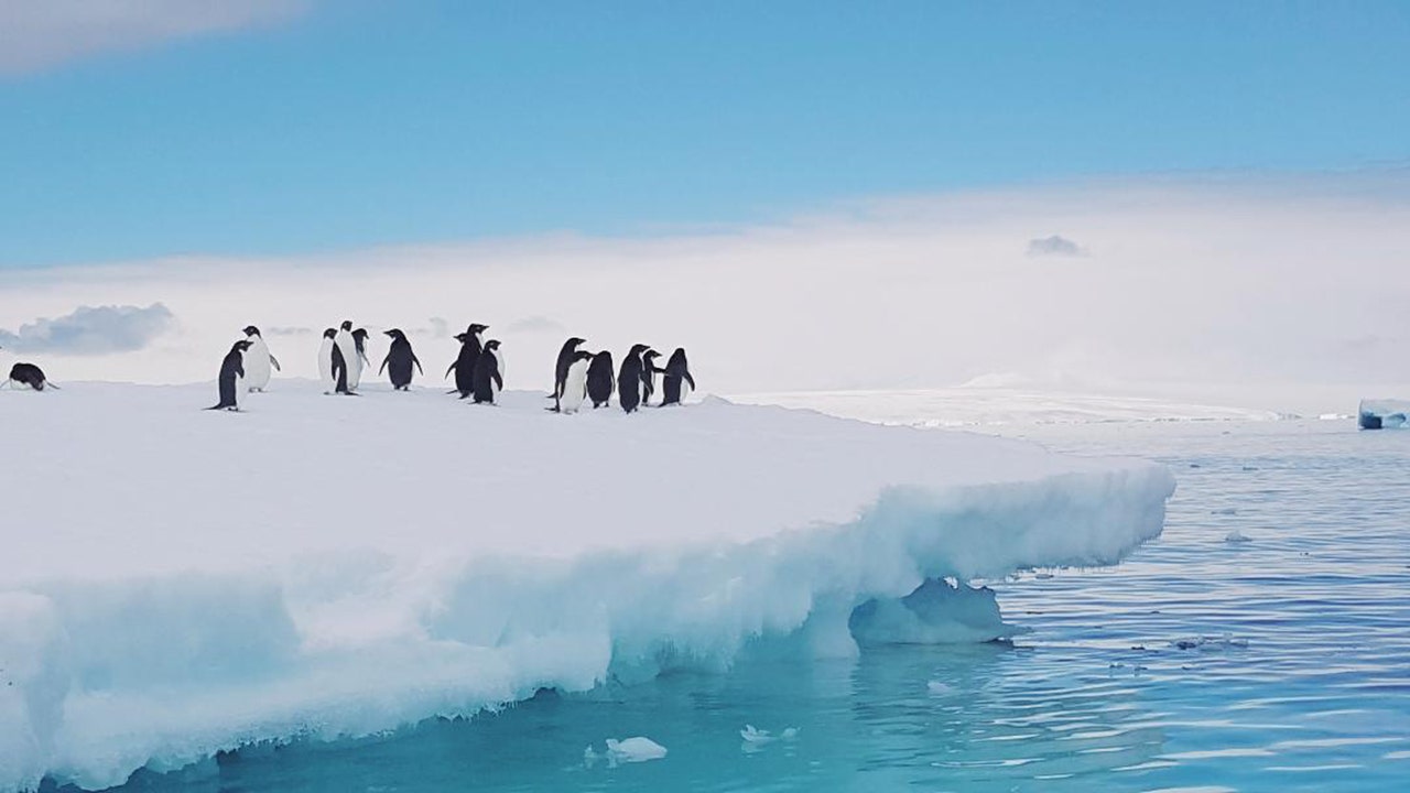 FOX-IMAGE-5-antarctica-peng-iceberg.jpg