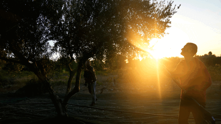 Greece-Olive-Trees.gif