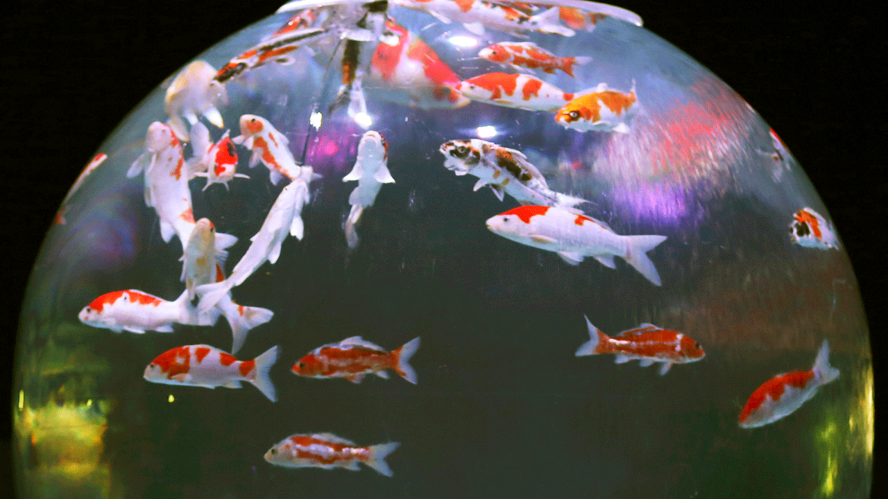 Koi-Fish.gif