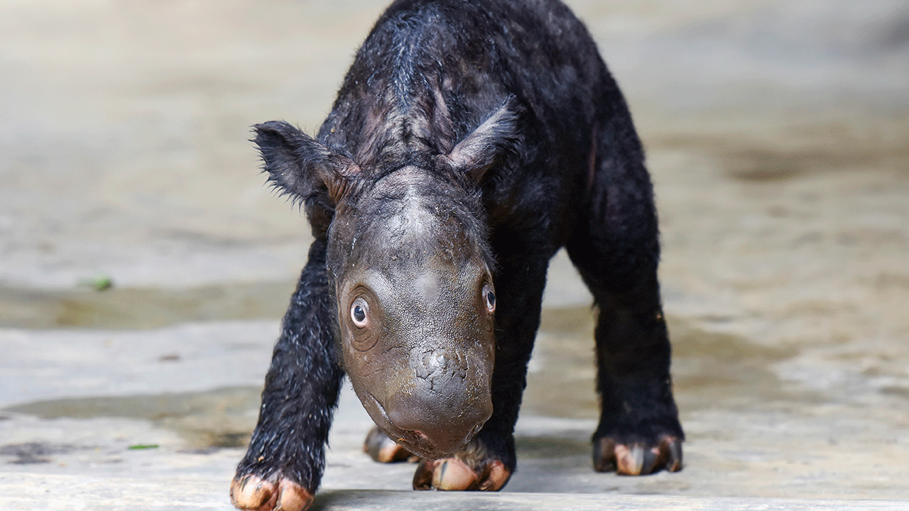 Sumatran-Rhino-Calf.gif