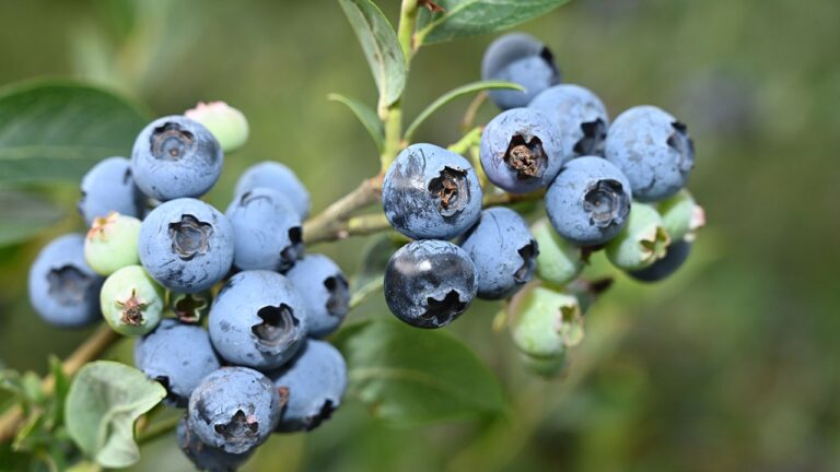 blueberries-3.jpg