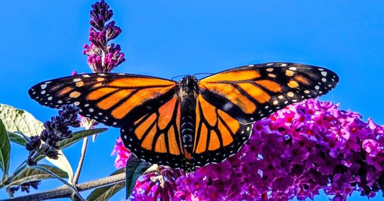 istock-1718093944-cropped-monarch.jpg