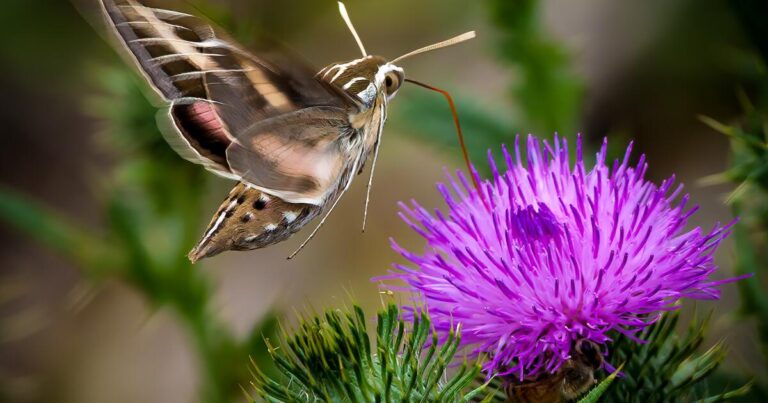 white-lined-sphinx-moth.jpg