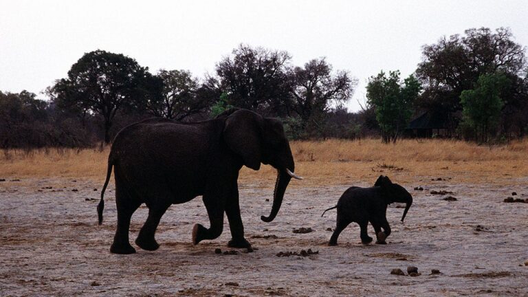 Africa-Elephants.jpg