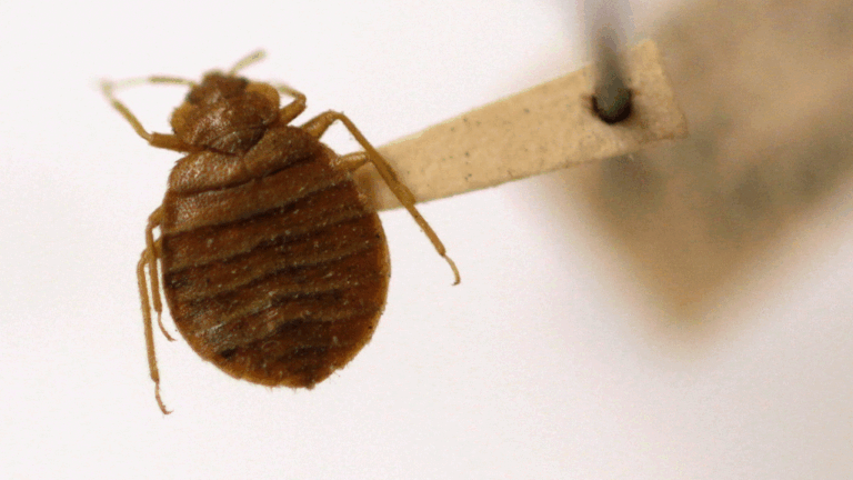 Bedbug-in-Washington.gif