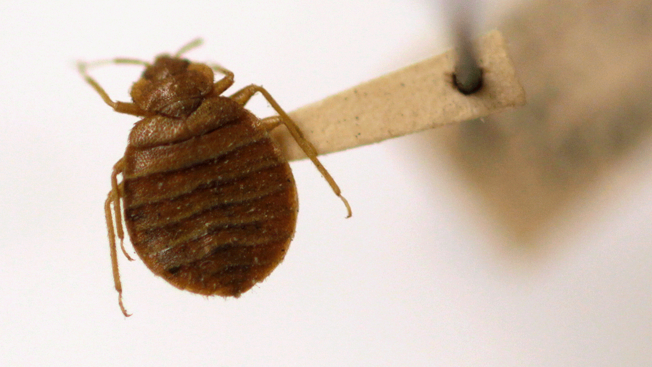 Bedbug-in-Washington.gif