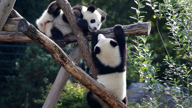 Panda-Bear-Cubs-Germany.jpg