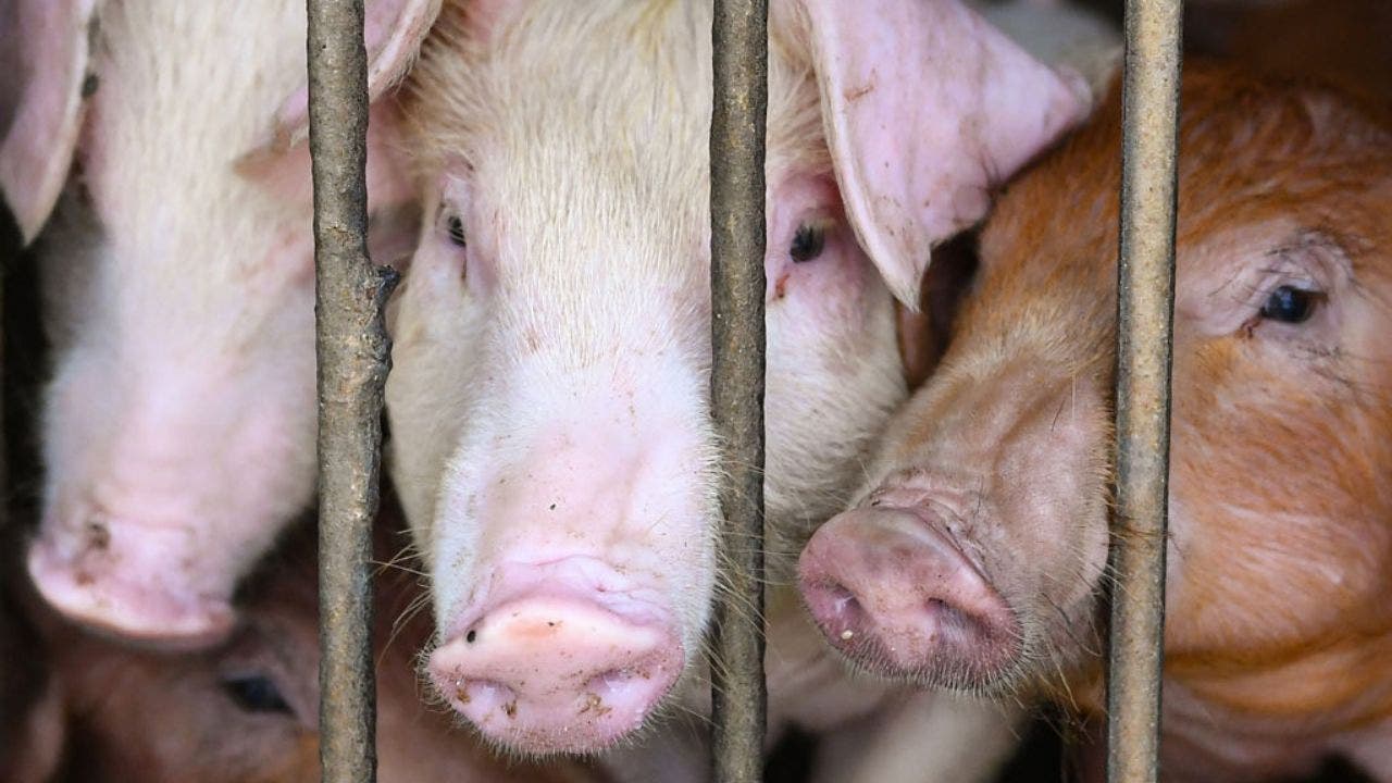 Pigs-in-cage-hong-kong.jpg