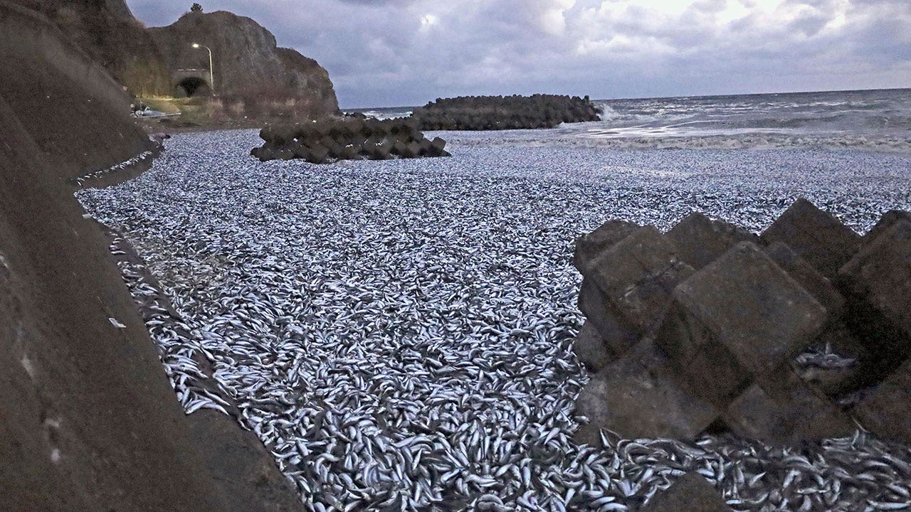 Sardines-Japan.jpg