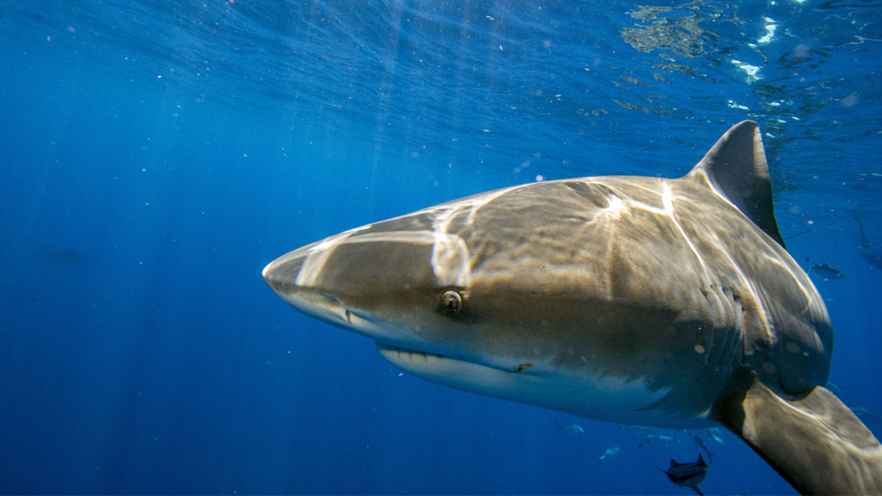 bull-shark.png