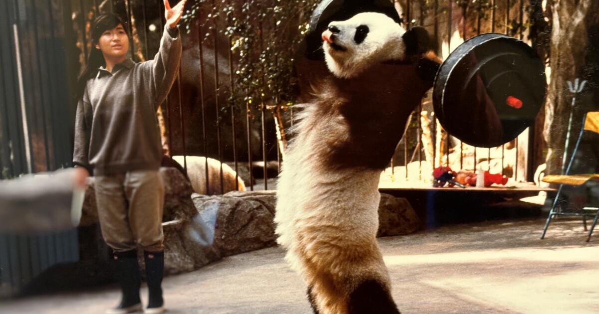 panda.jpg