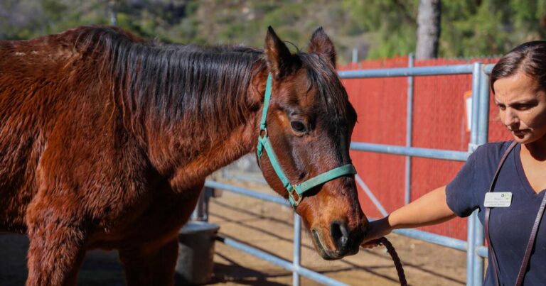 sdhs-abandoned-horses-horse-2-1.jpg