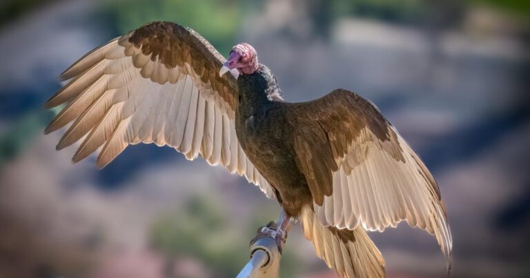 turkey-vulture.jpg