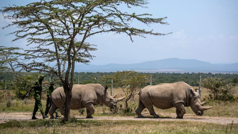 Northern-White-Rhino.jpg