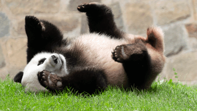 Panda-Bears-Washington.gif