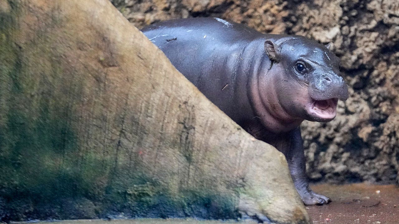 Pygmy-hippo-calf.jpg