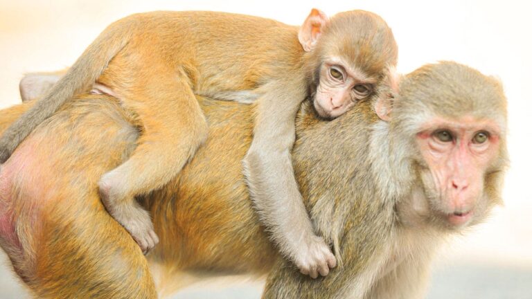 Rhesus-Macaque-Monkeys.jpg