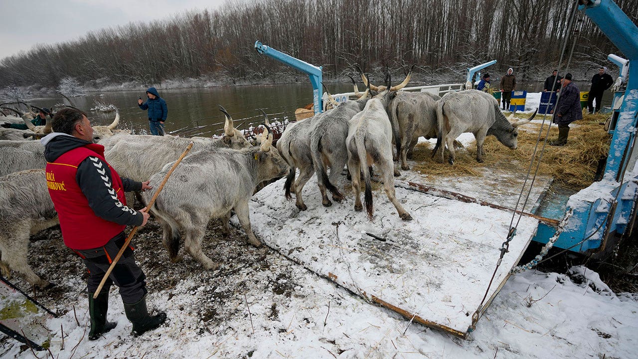 Serbia-stranded-animals.jpg