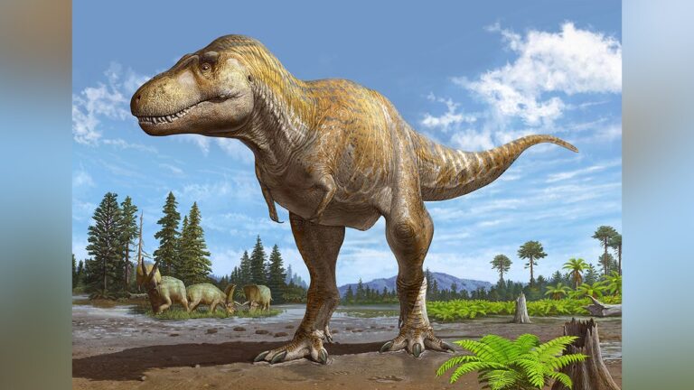 Tyrannosaurus-mcraeensis-rendering.jpg