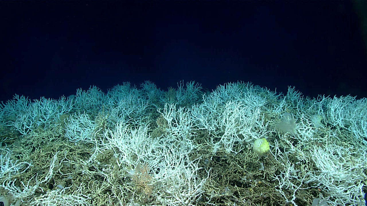 coral-reef-3.jpg