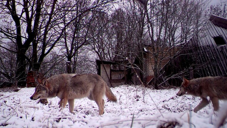 CHERNOBYL-WOLVES.jpg