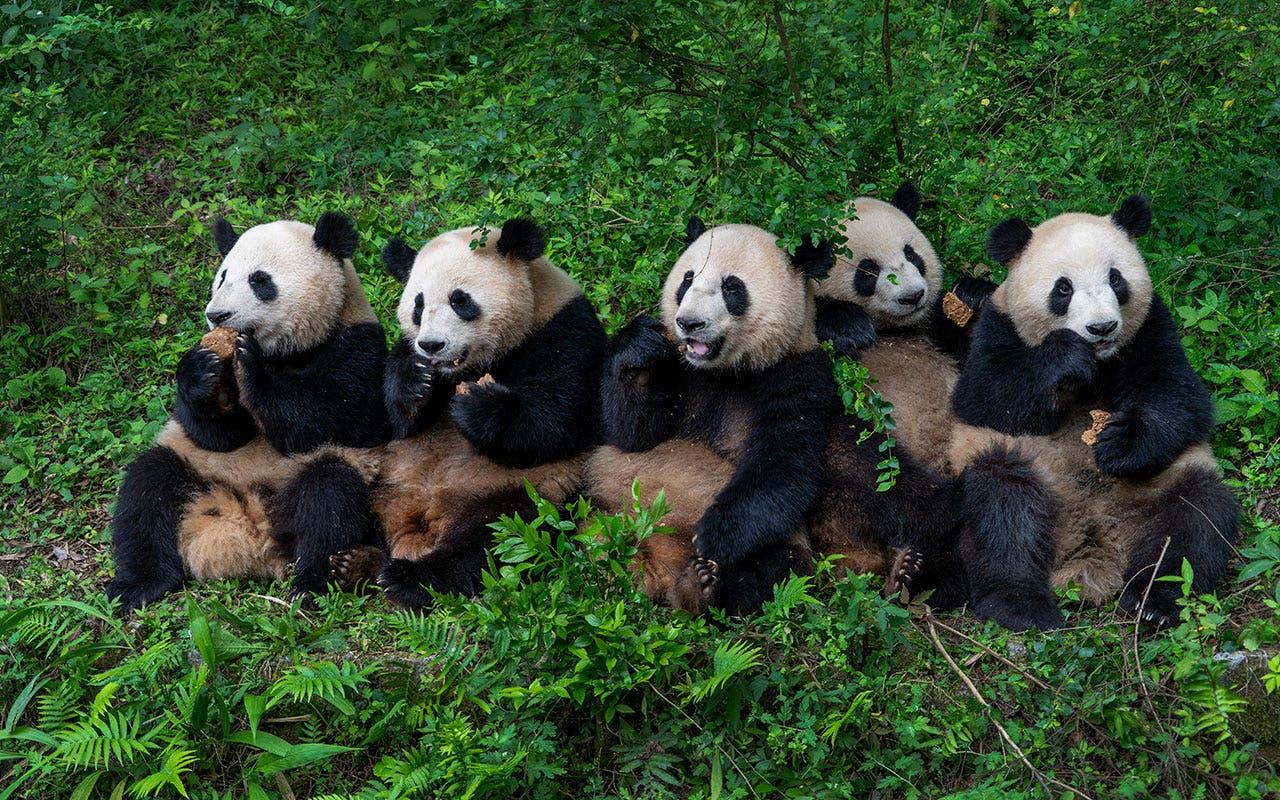 China-Pandas.jpg