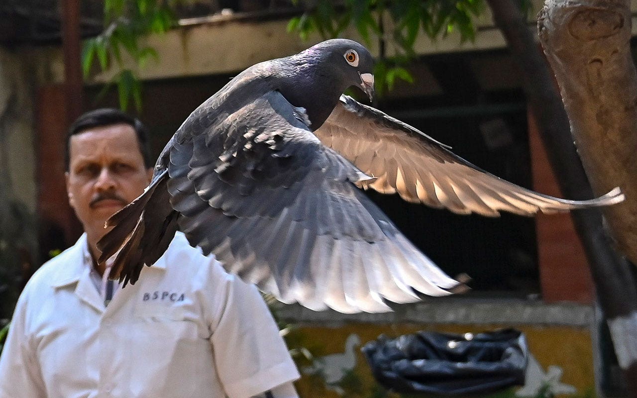 India-Pigeon.jpg