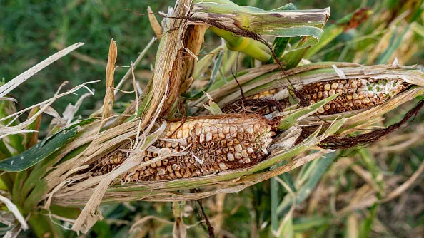 italy-crops-corn.jpg