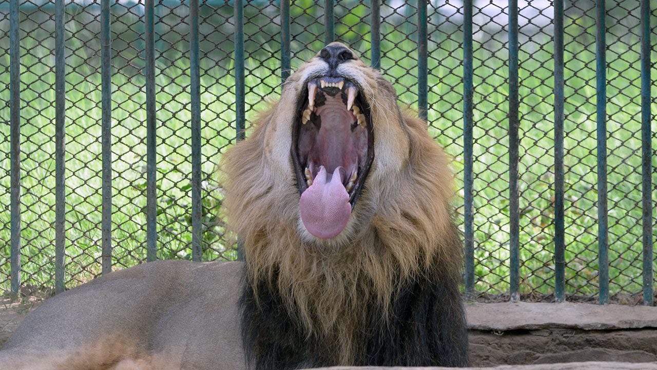 lion-zoo.jpg