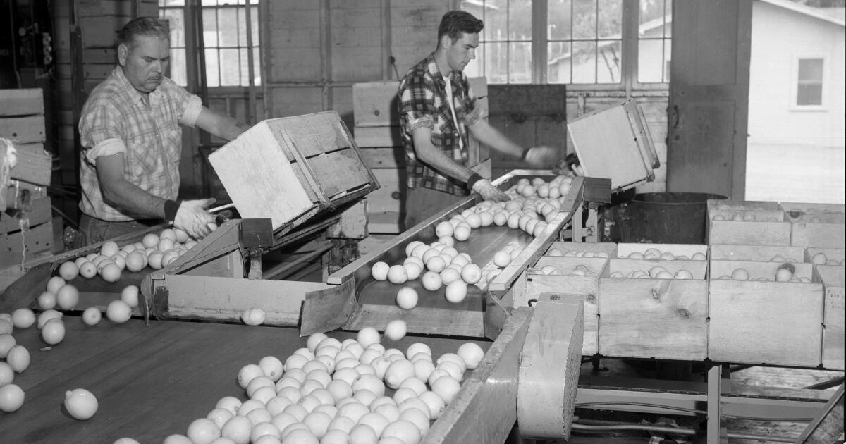 s-4046-2-fallbrook-citrus-industry-lemon-sorting-1957.jpg